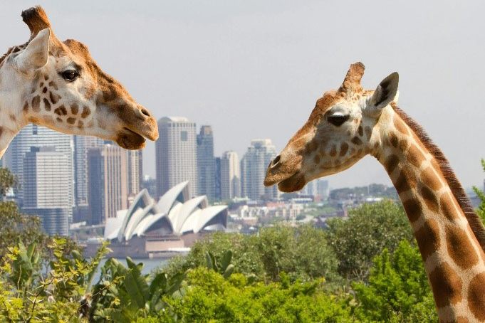 Taronga Zoo